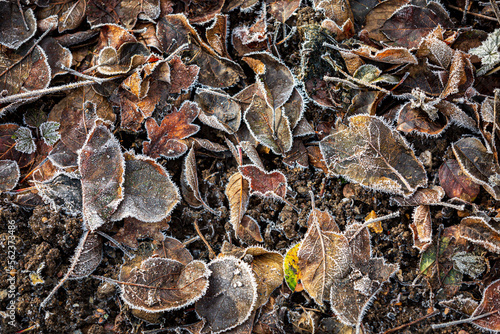 A high angle view of frosty leaves