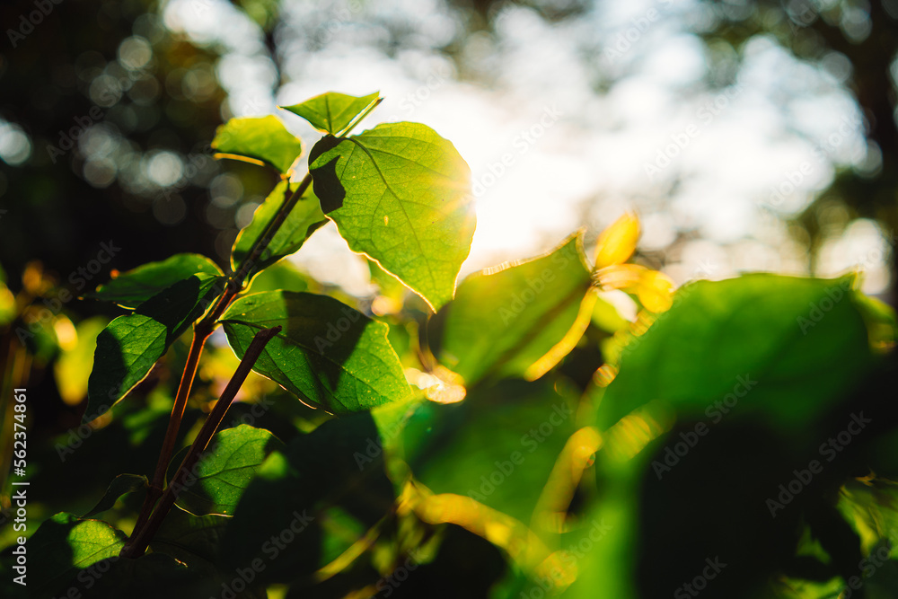 Fototapeta premium Plant with sun ray background around sunset time
