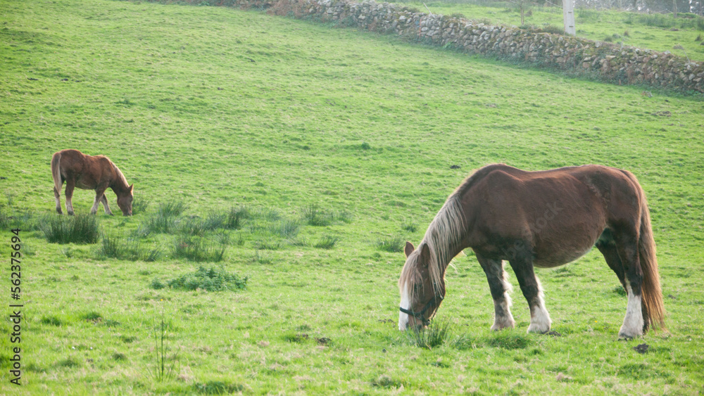 Obraz premium Dos caballos marrones pastando en ladera verde de Asturias