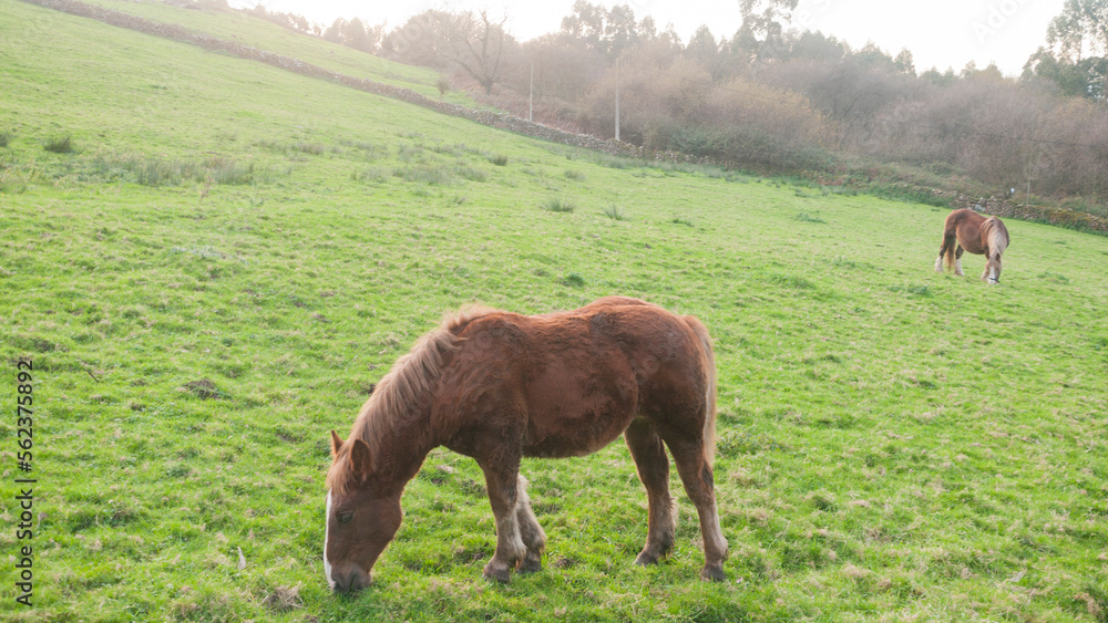 Dos caballos marrones pastando en ladera verde de Asturias Dos caballos marrones pastando en ladera verde de Asturias