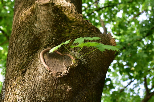 a knot on a tree trunk in the shape of a heart and a young sprout from it photo