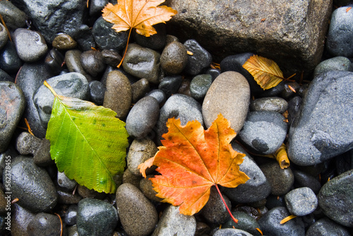 Fallen leaves rest on rounded river rocks on the bank of the Sol Duc River in Olympic National Park, Washington. photo