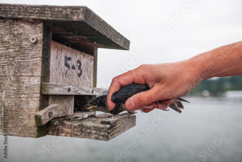 Biologist returning young purple martin (Progne subis) into birdhouse after conducting research for BC Purple Martin Recovery Program, Crescent Beach, British Columbia, Canada photo