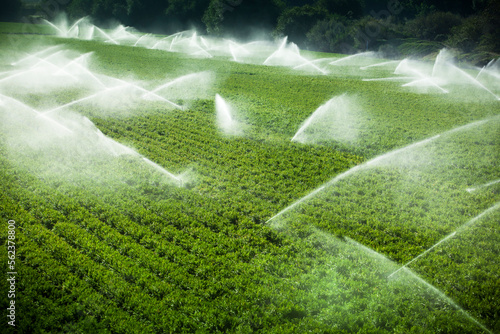 A green row celery field is watered and sprayed by irrigation equipment in the Salinas Valley, California USA. photo
