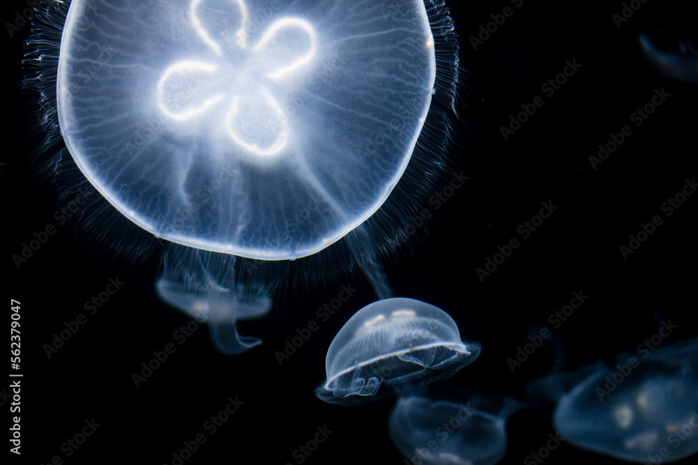Jellyfishes floating on water Jellyfishes floating on water