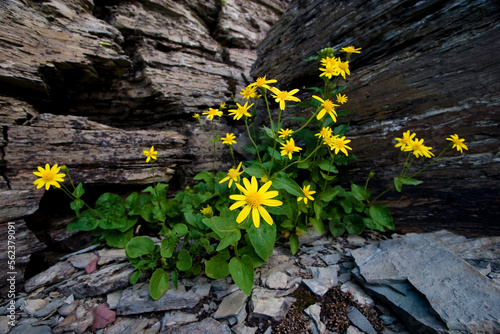 Yellow flowers (Arnica cordifolia) bloom on Clements Mountain on the highline trail near Logan Pass, Glacier National Park, Mont photo
