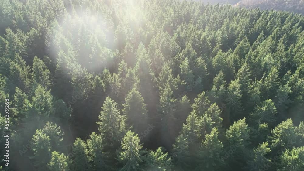 Fast and maneuverable flight over the hill with forest and tree tops with a beautiful sunset in the background. Filmed on FPV drone. Fast and maneuverable flight over the hill with forest and tree tops with a beautiful sunset in the background. Filmed on FPV drone.