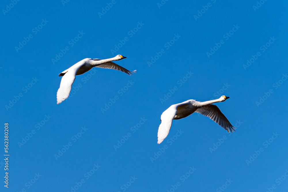 Obraz premium 白鳥