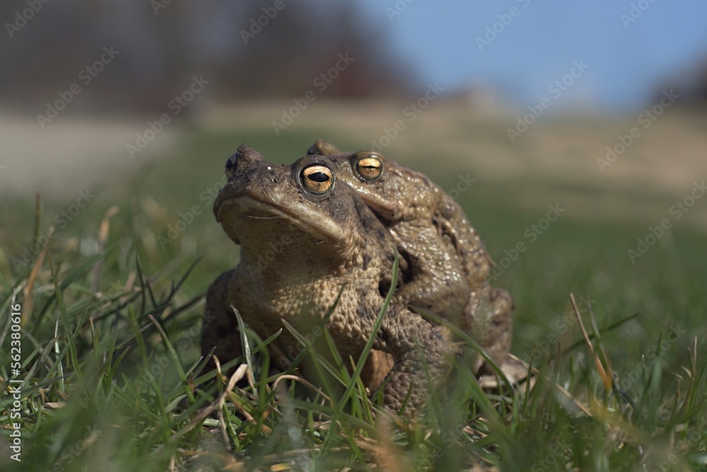 Obraz premium A pair of common toads during mating. A couple of common toads in the meadow. Common toads in grass. 