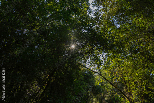 Summer sun peeking through leaves in the highland Atlantic Forest, in the state of Paraná, southern Brazil.