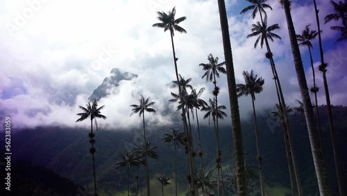 Cocora palm valley in Colombia in South America photo