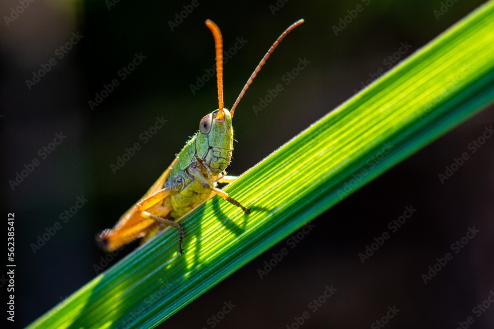 grasshopper on the grass grasshopper on the grass