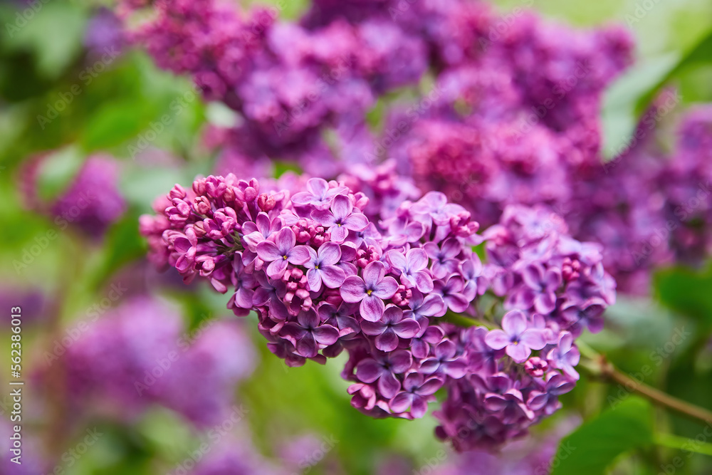 Obraz premium purple lilac shrub blossoms in spring. Beautiful floral nature wallpaper