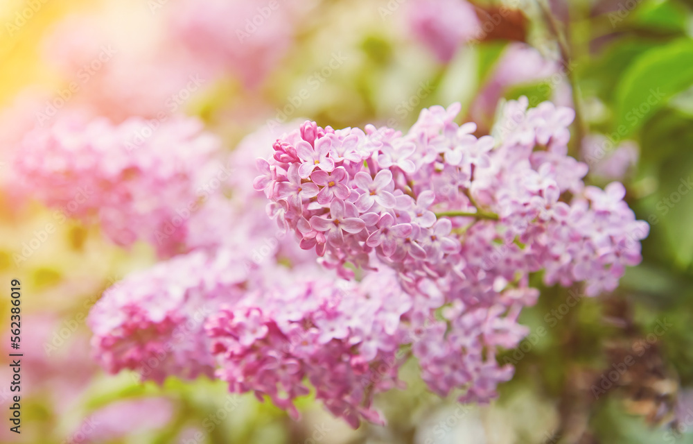 Beautiful lilac flowers with selective focus. Purple lilac flower with blurred green leaves. Spring blossom. Blooming lilac bush with tender tiny flower.