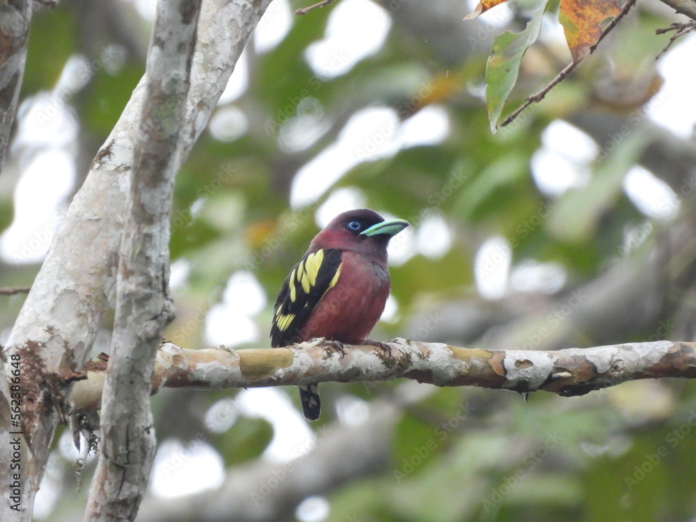 Javan Banded Broadbill perched on a branch Javan Banded Broadbill perched on a branch
