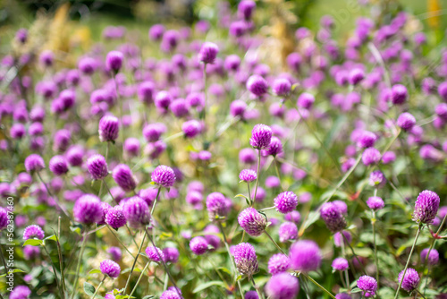 purple wildflowers grown in the garden a beautiful purple flower Out-of-focus natural scenery  high-resolution photo editing image source