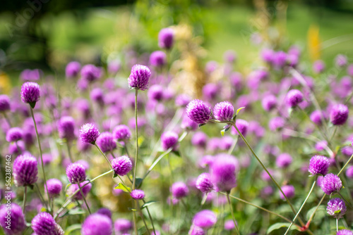 purple wildflowers grown in the garden a beautiful purple flower Out-of-focus natural scenery  high-resolution photo editing image source