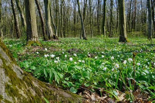 Anemone nemorosa is an early-spring flowering plant in the genus Anemone in the family Ranunculaceae.