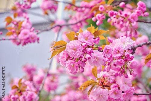 Amazing pink cherry blossoms on the Sakura tree in a blue sky.