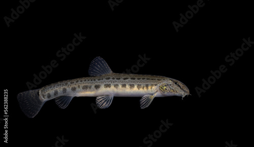 The spined loach also known as spotted weather loach (Cobitis taenia) is a common freshwater fish in Europe. 