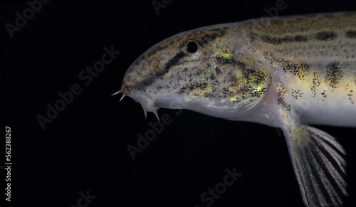 The spined loach also known as spotted weather loach (Cobitis taenia) is a common freshwater fish in Europe. 