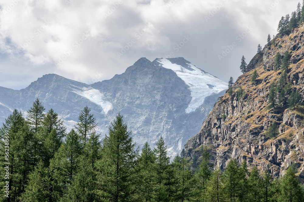 Alpine gorge overgrown with dense evergreen pine forest, steep granite bald slope, snow-capped mountain peaks Gran Paradiso National Park. Aosta Valley, Italy