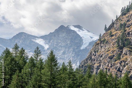 Alpine gorge overgrown with dense evergreen pine forest, steep granite bald slope, snow-capped mountain peaks Gran Paradiso National Park. Aosta Valley, Italy