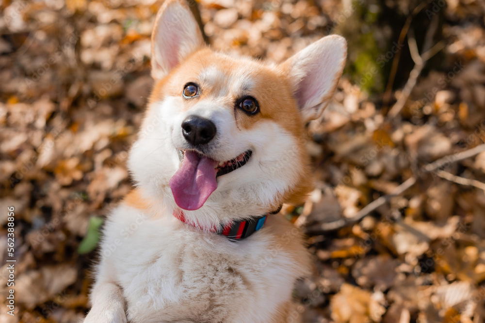 cute corgi dog on a walk in autumn in the forest cute corgi dog on a walk in autumn in the forest