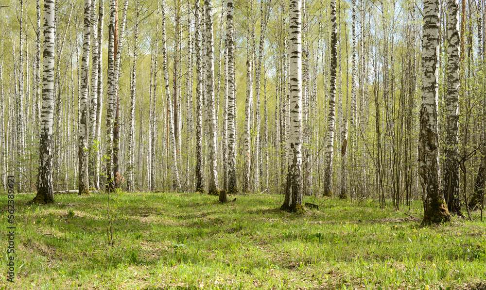 Obraz premium Birch forest or birch grove springtime. Spring nature woodland landscape, panoramic view