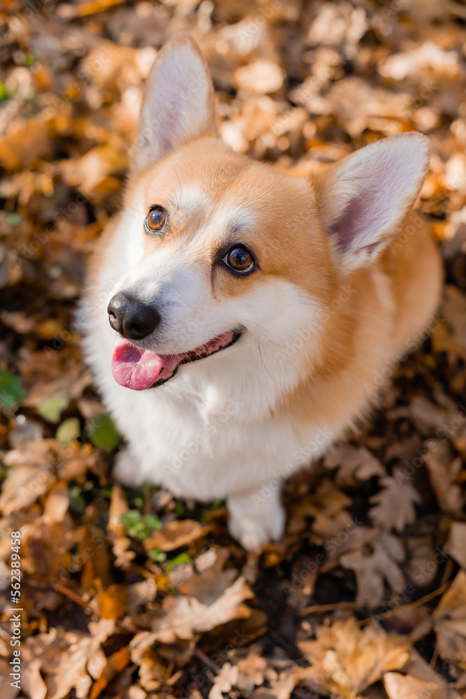 cute corgi dog on a walk in autumn in the forest cute corgi dog on a walk in autumn in the forest