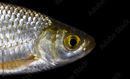 The common rudd (Scardinius erythrophthalmus)