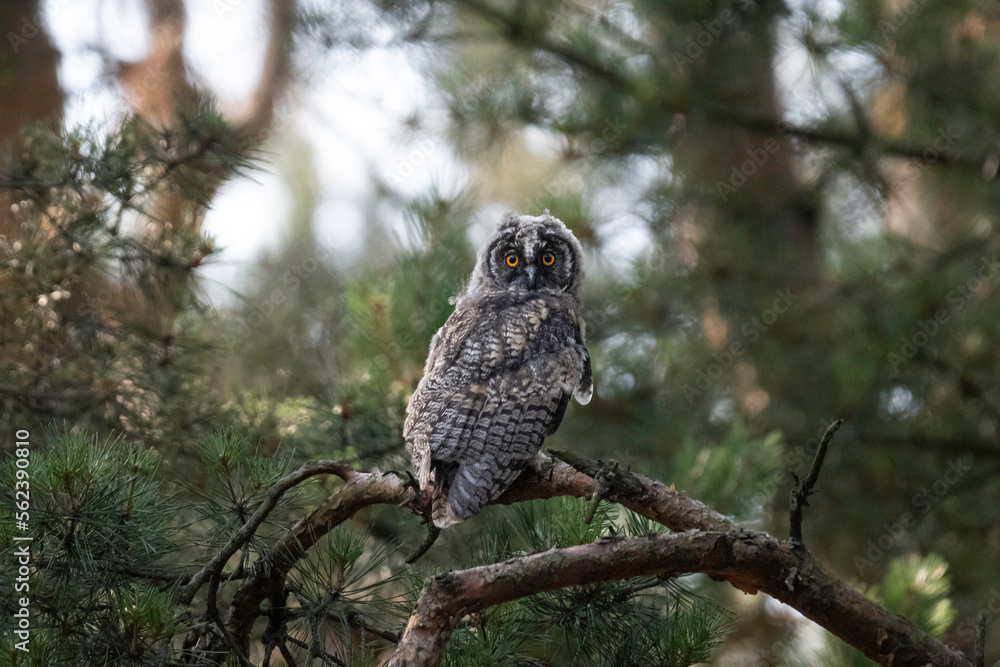 Fototapeta premium Long-eared owl