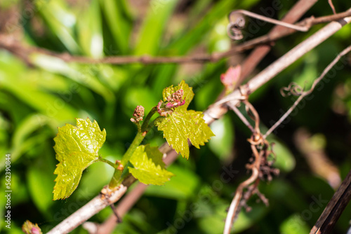 Early shoots of green leaves of grapes on the vine in the rays of the spring sun