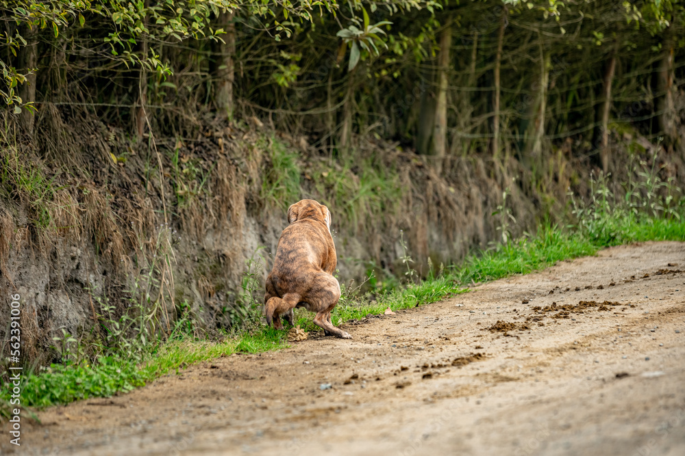 Fototapeta premium pooping dog on dirt road