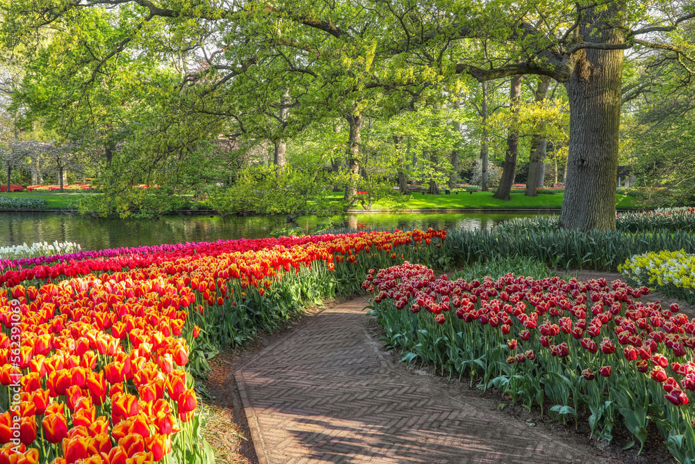 Beautiful scenery in Keukenhof royal flower garden in the Netherlands with beautiful flowerbeds and no people