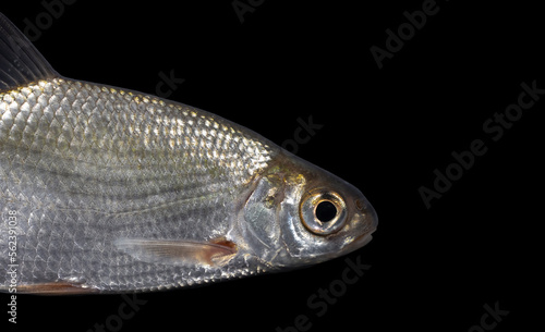 Blicca bjoerkna, alternatively called the white bream or the silver bream