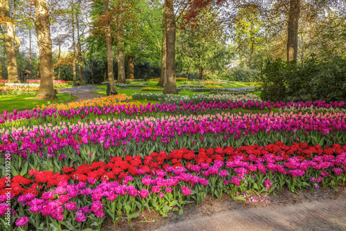 Beautiful scenery in Keukenhof royal flower garden in the Netherlands with beautiful flowerbeds and no people
