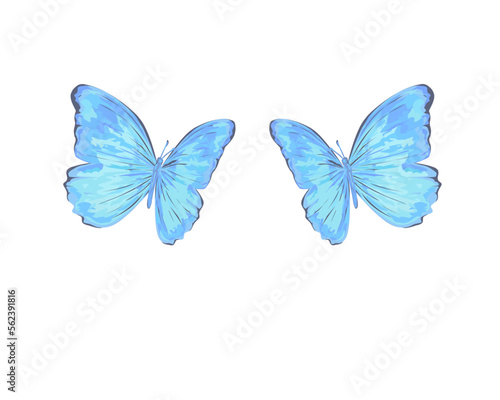 blue butterfly watercolor isolated on white © ulucsevda