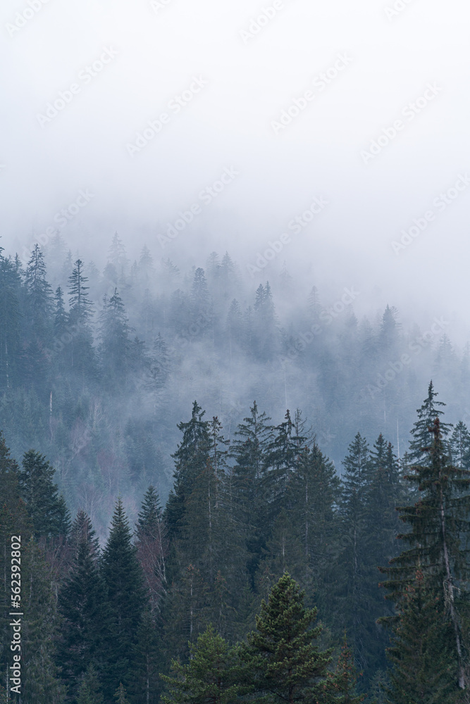Fog in between pine trees in a forest.
