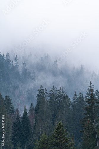 Fog in between pine trees in a forest. © Patrick Pimienta