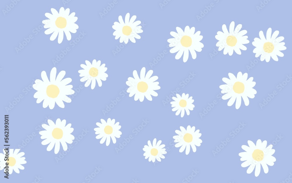 flower, daisy, camomile, pattern, nature, floral