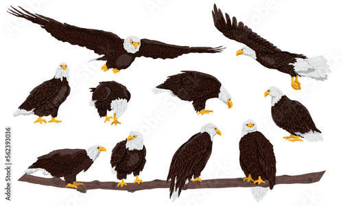Set of bald eagles. Wild birds eagles fly, stand and sit on branches. USA symbol. Realistic vector animal