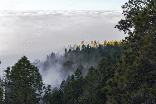 Pine forest covered with clouds in Teide National Park, Tenerife.