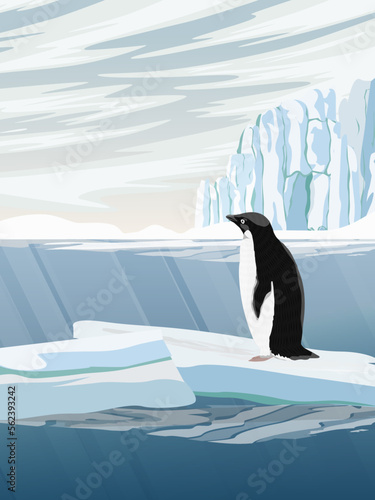 Adelie Penguin stands on a large ice floe.  Birds of the South Field. Realistic vertical vector landscape
