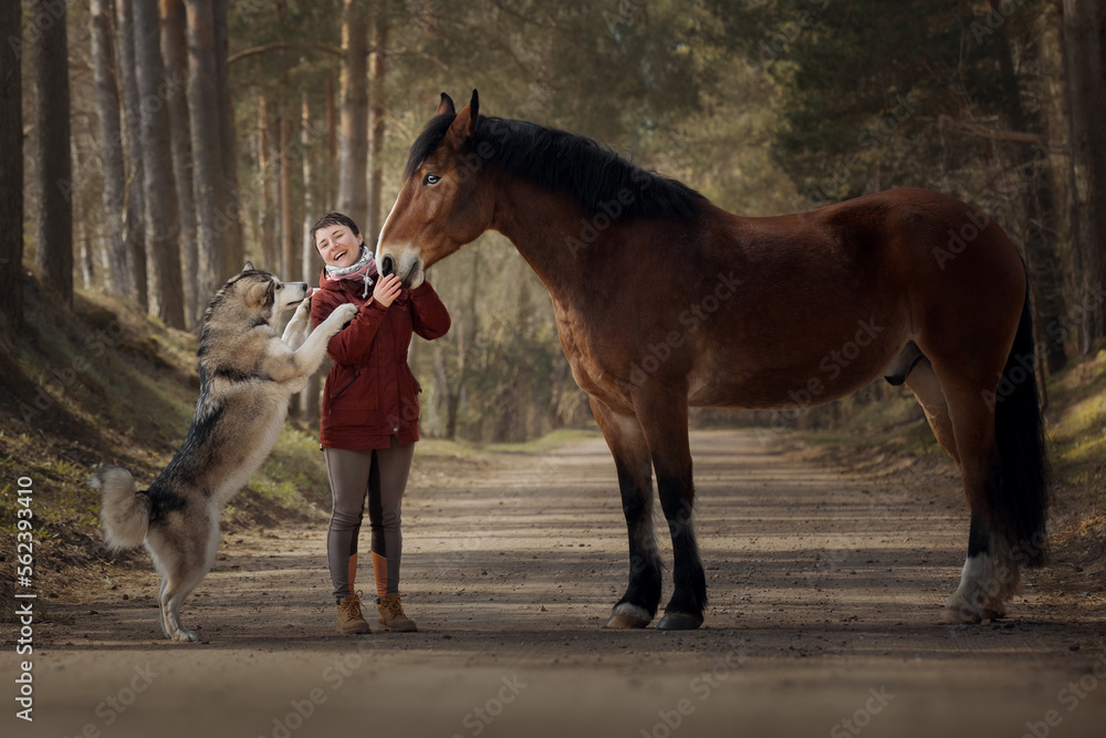 Girl with her beautiful horse and dog malamute