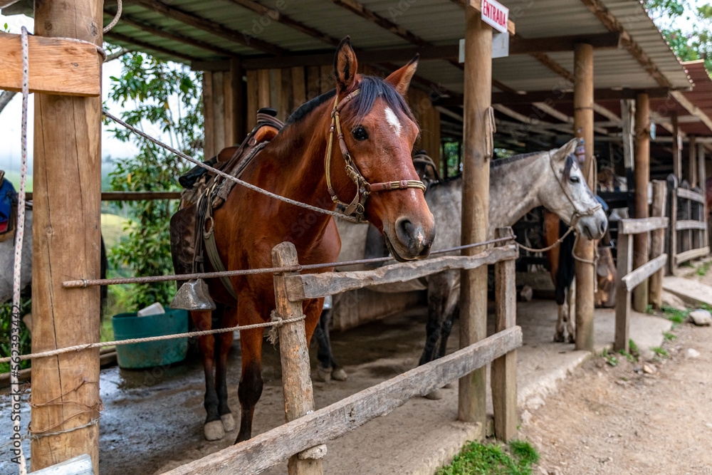 Fototapeta premium horses in a stable on a farm