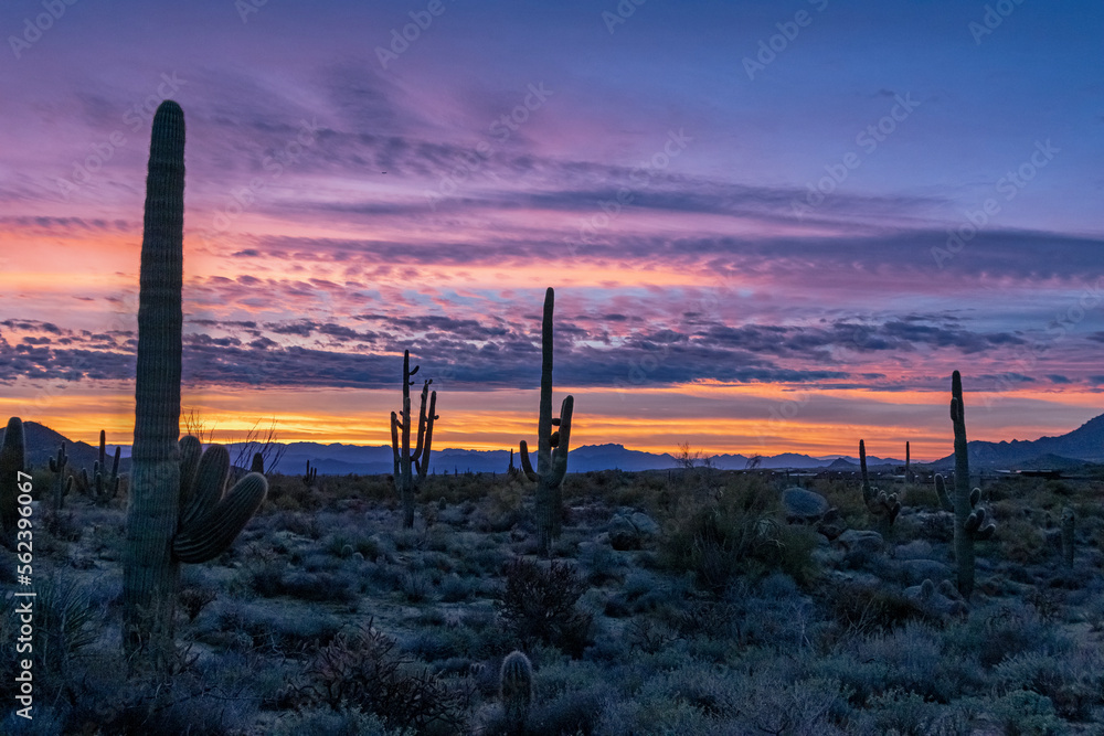 A Panoramic AZ Sonoran Desert Sunrise Landscape With Cactus