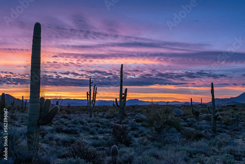 A Panoramic AZ Sonoran Desert Sunrise Landscape With Cactus © Ray Redstone