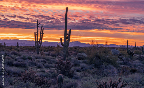 Panoramic Arizona Desert Sunrise Landscape With Cactus & Mountains