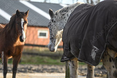 herd of horses enjoying the sun in a muddy paddock photo